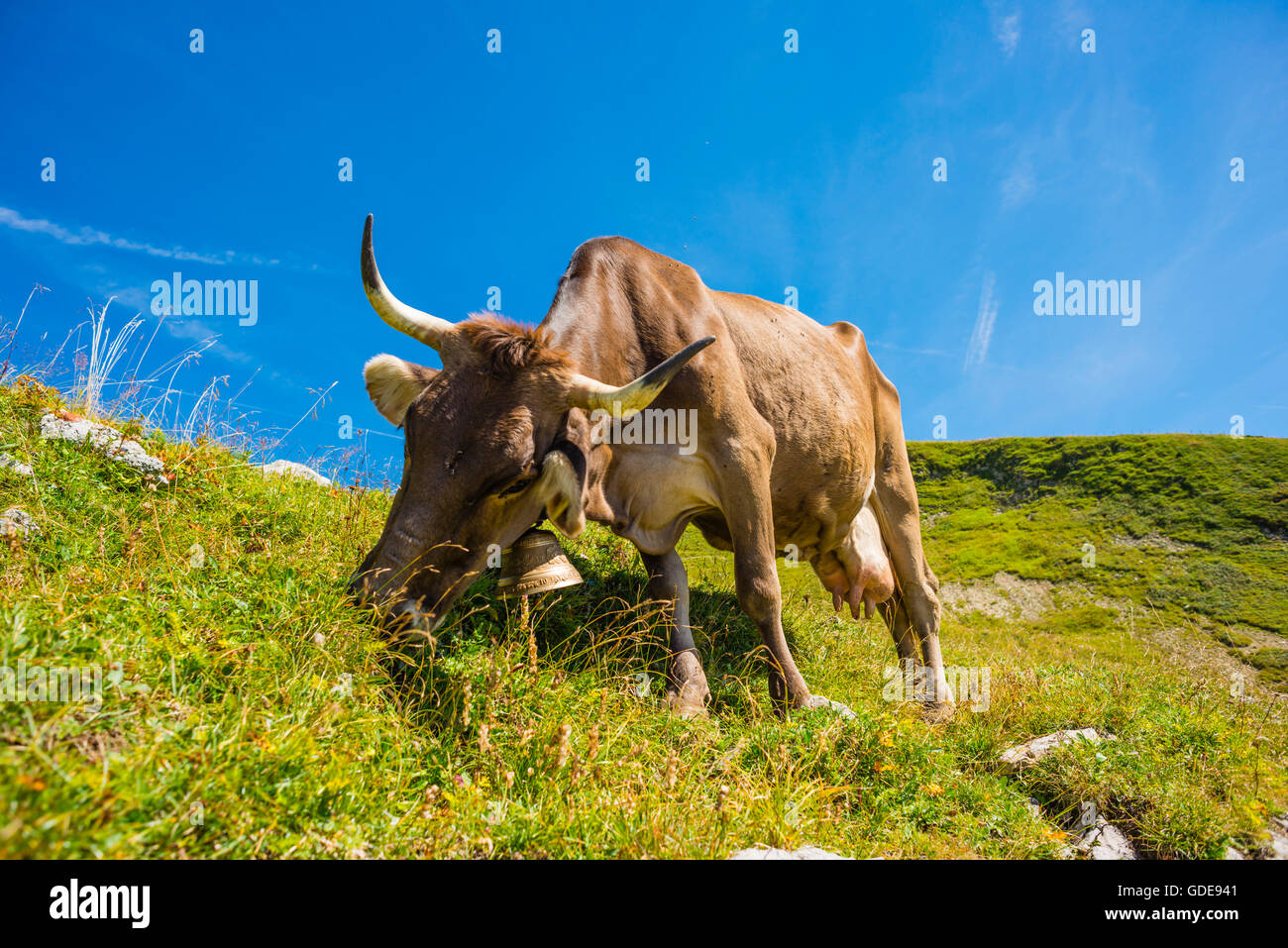 Allgäu, Allgäuer Alpen, Allgäu braune Rinder, Alpine Rasen, Bayern, in der Nähe von Oberstdorf, Bos Primigenius Taurus, braune Rinder, Keim Stockfoto