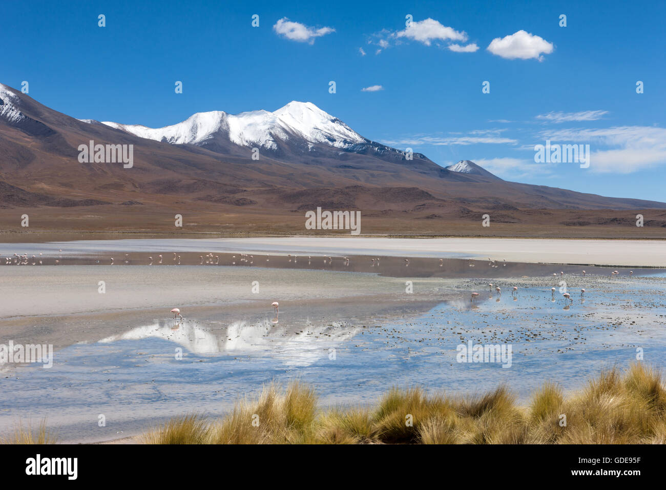 Laguna Hedionda in Bolivien Altiplano Stockfoto