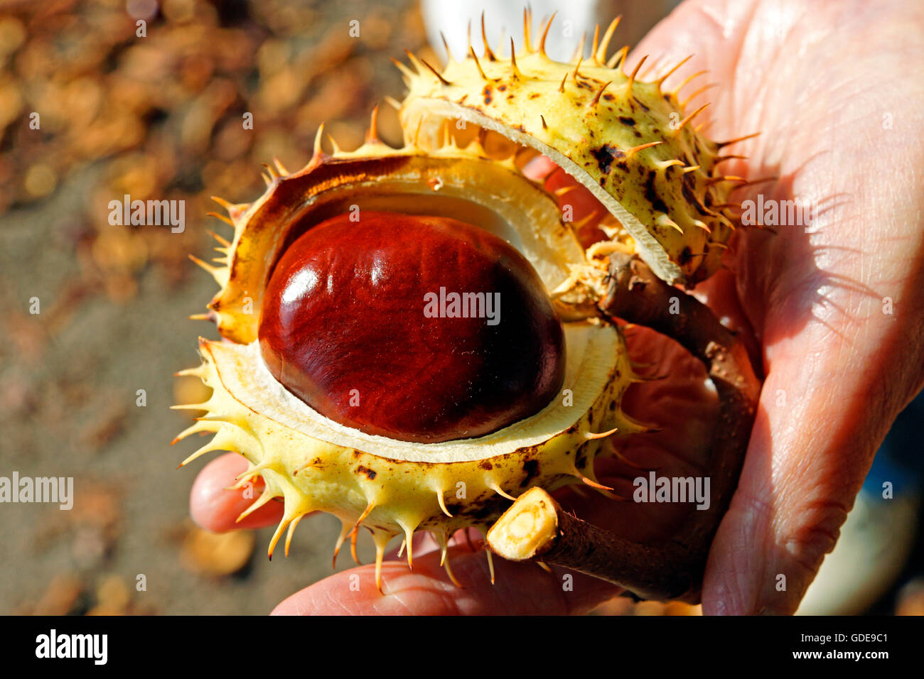 Kastanie, Garten des Schlosses Schönbrunn, Kronprinz Stockfoto