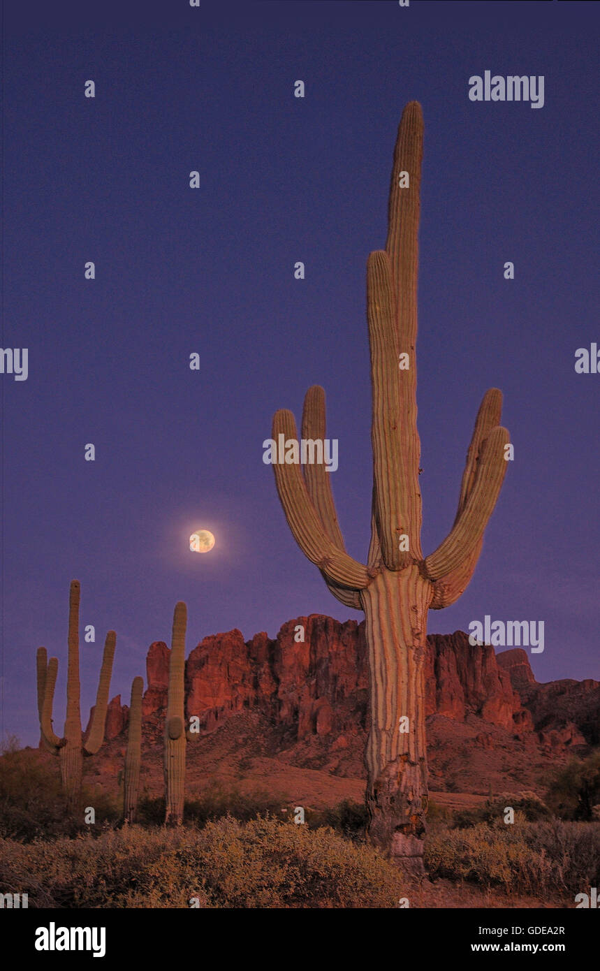 USA, Arizona, südwestlich, verloren Holländer, Staatspark, Superstition Mountains, Stockfoto