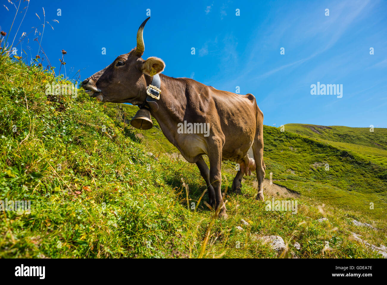 Allgäu, Allgäuer Alpen, Allgäu braune Rinder, Alpine Rasen, Bayern, in der Nähe von Oberstdorf, Bos Primigenius Taurus, braune Rinder, Keim Stockfoto