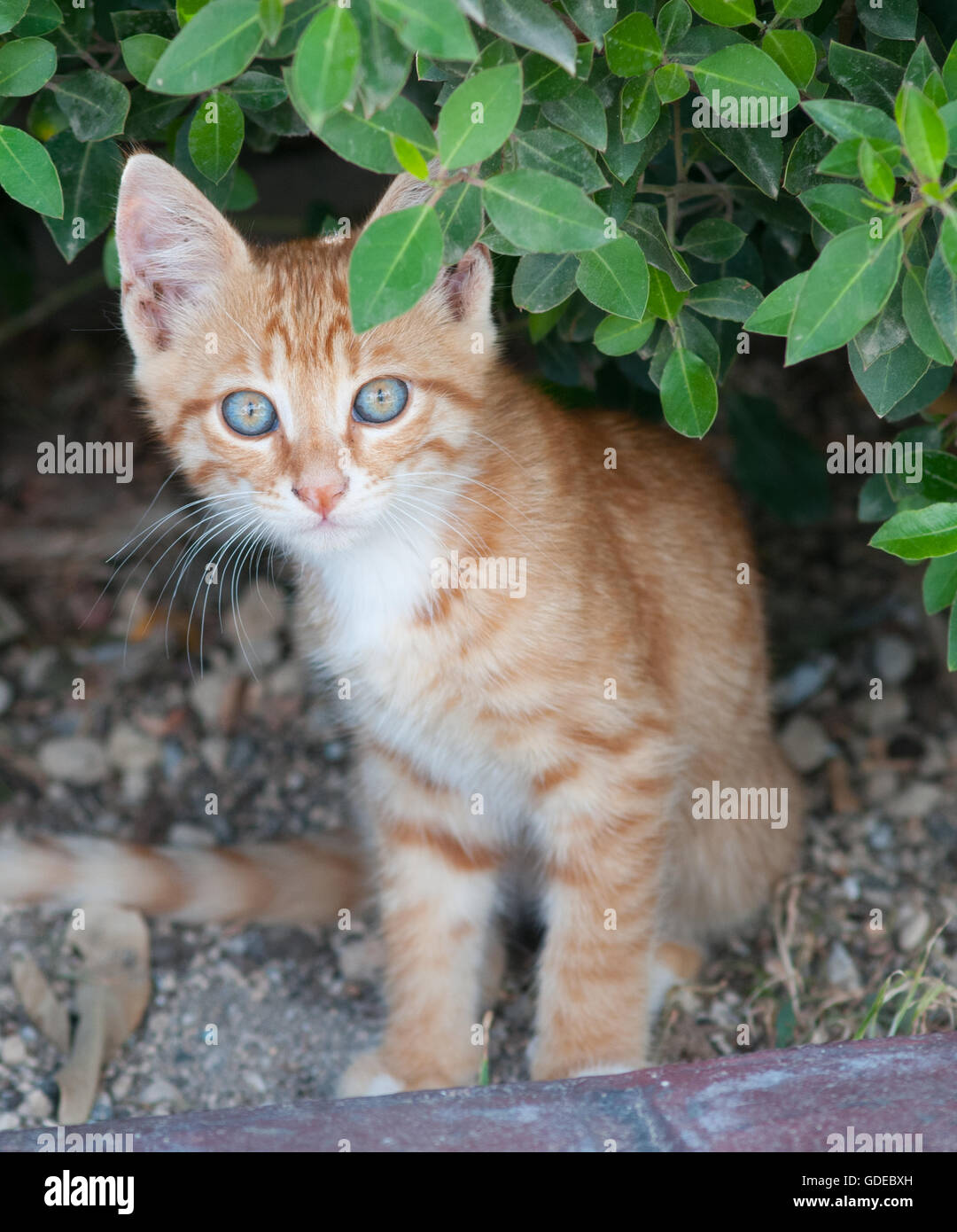Süße Ingwer Kätzchen mit blauen Augen starrte, Santorini, Griechenland Stockfoto