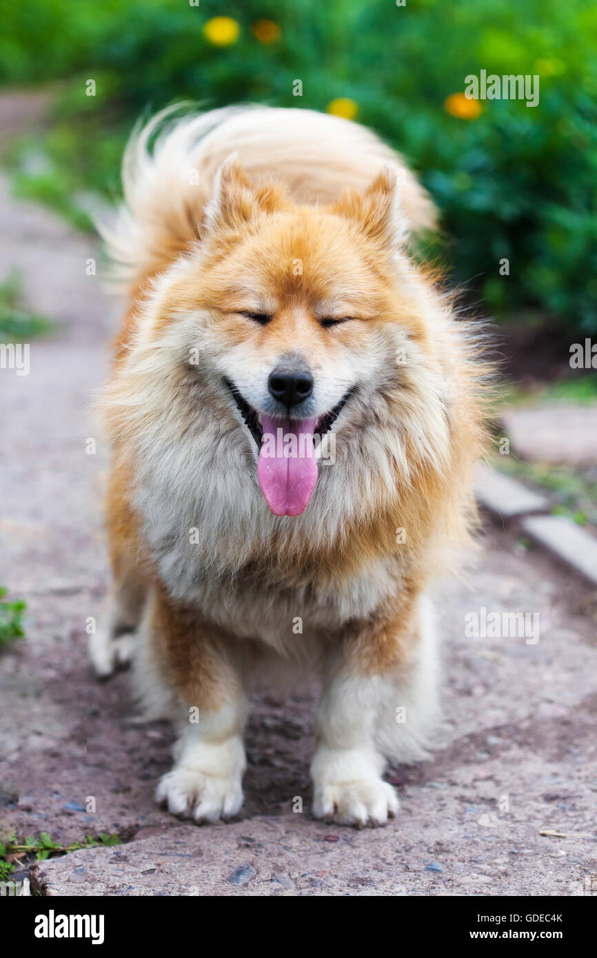 Freundlich und lustig Hund etwas nachschlagen Stockfoto