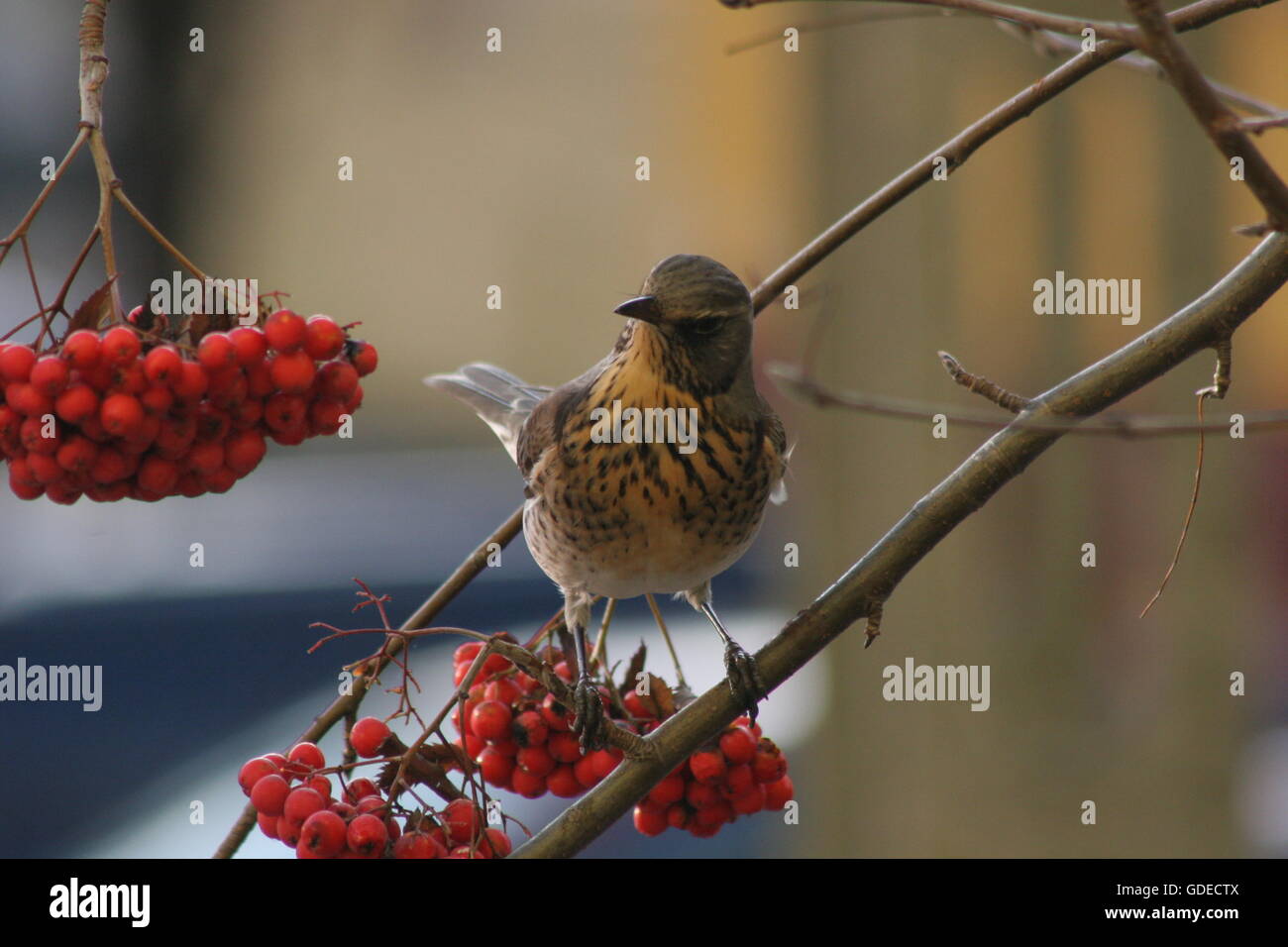 Feldfare, turdus pilaris, Feldfare und Eberesche, Vögel. Singvögel Stockfoto