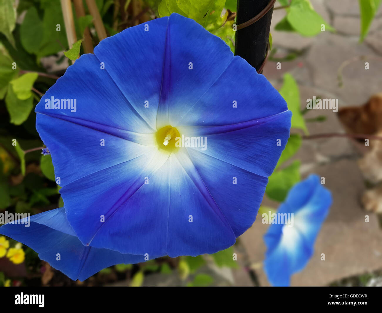 Dreifarbige Prunkwinde; Ipomoea Purpurea; Tricolor Stockfoto