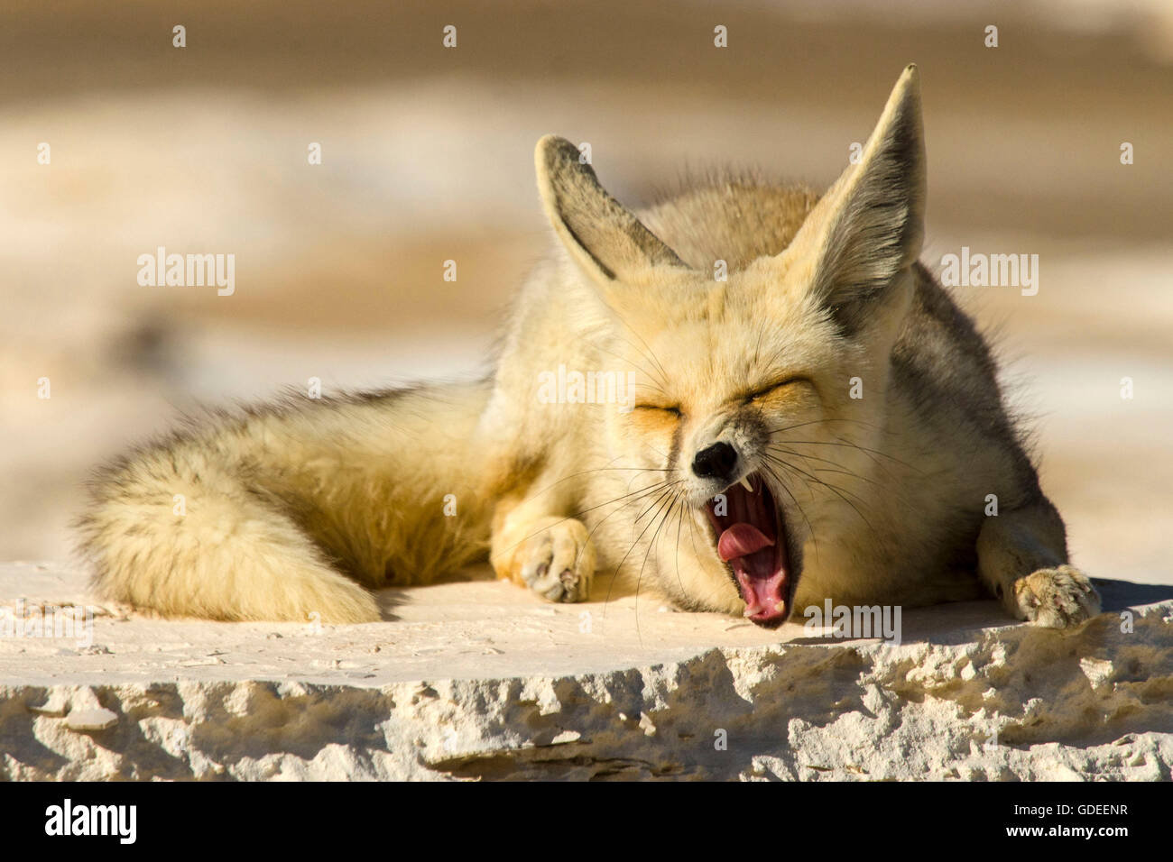 Arabische Fuchs mit offenem Mund auf unscharfen Hintergrund Stockfoto