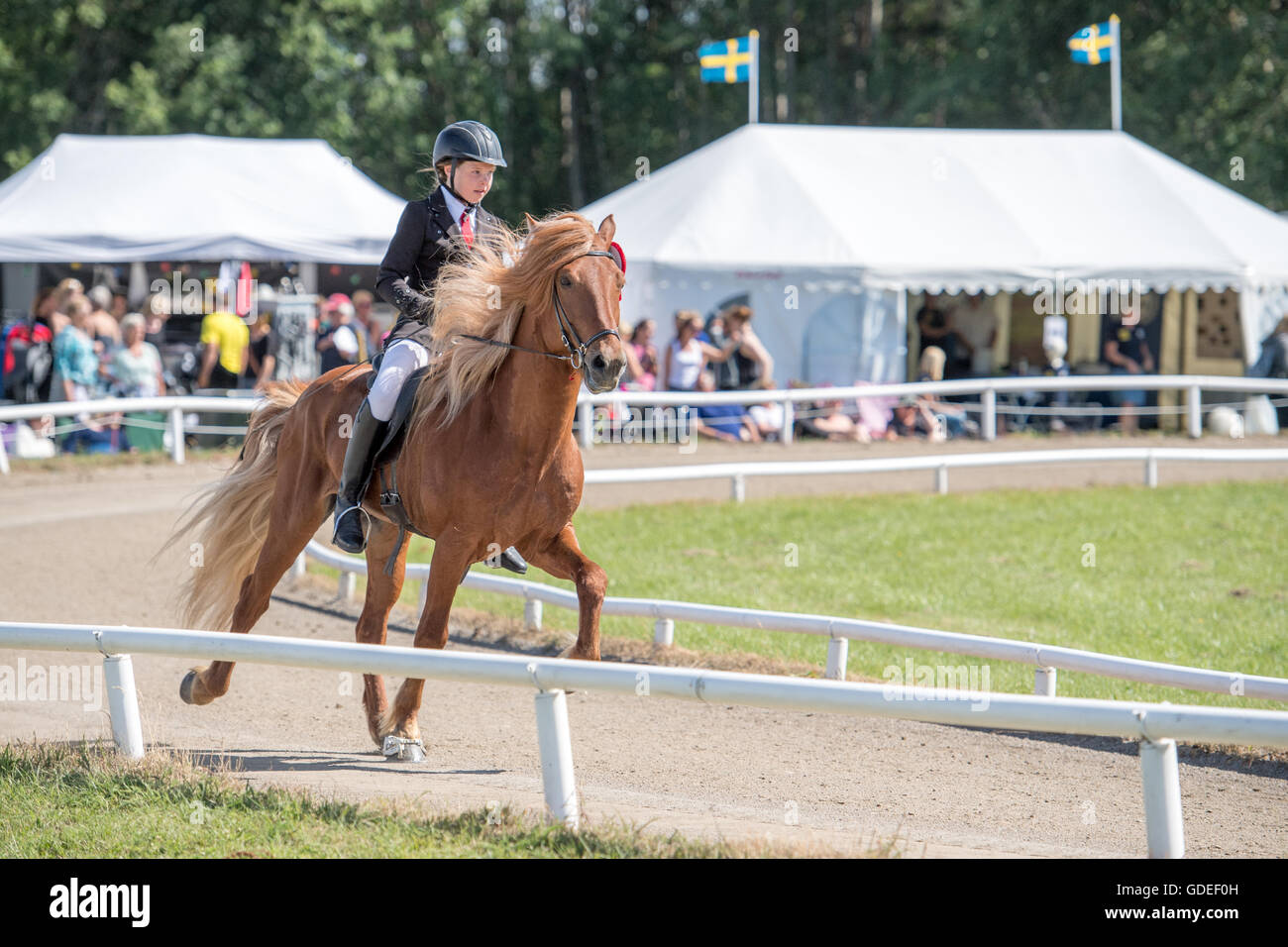 Schwedische Meisterschaft 2016 für Islandpferde bei Himmelstalund in Norrköping Stockfoto