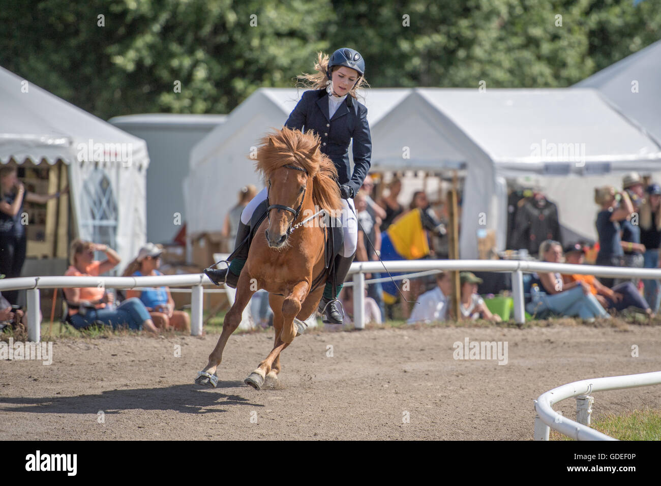 Schwedische Meisterschaft 2016 für Islandpferde bei Himmelstalund in Norrköping Stockfoto
