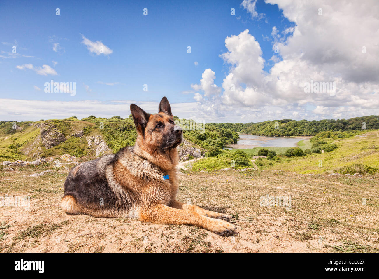 Deutscher Schäferhund sitzt in der Landschaft am Stackpole Estate, Pembrokeshire Nationalpark, Wales, UK Stockfoto