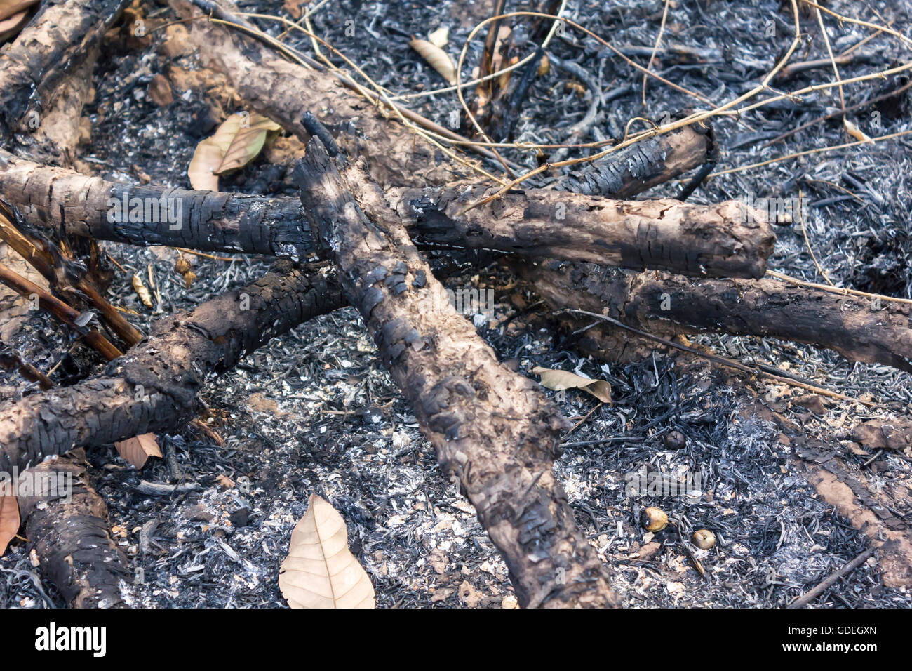 Brennholz in Lagerfeuer, verbrannten Baum Hintergrund Stockfoto