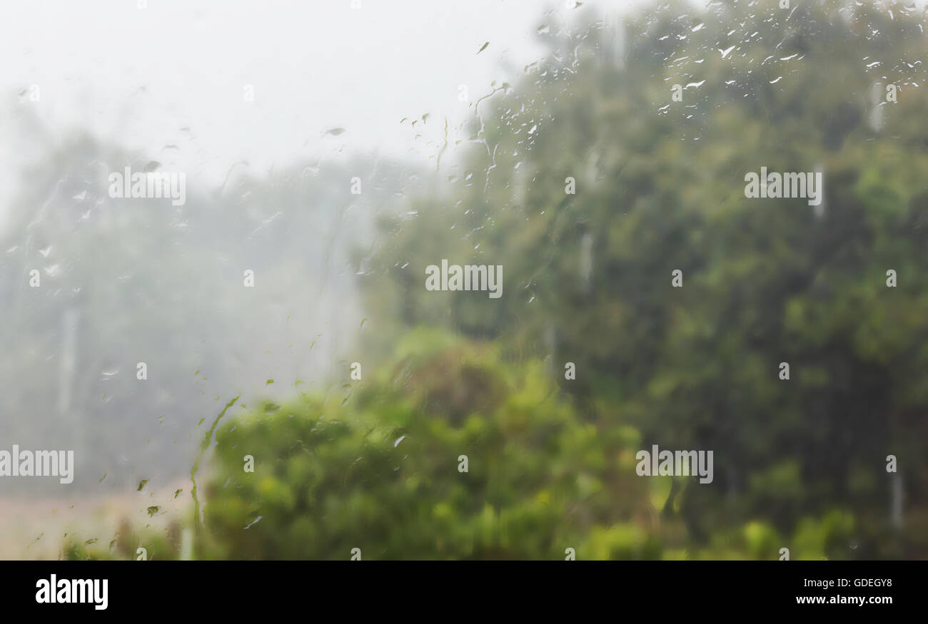 Abstrakt Grün Natur Hintergrund des Regenwassers auf Glas Spiegelplatte mit Baumansicht Stockfoto