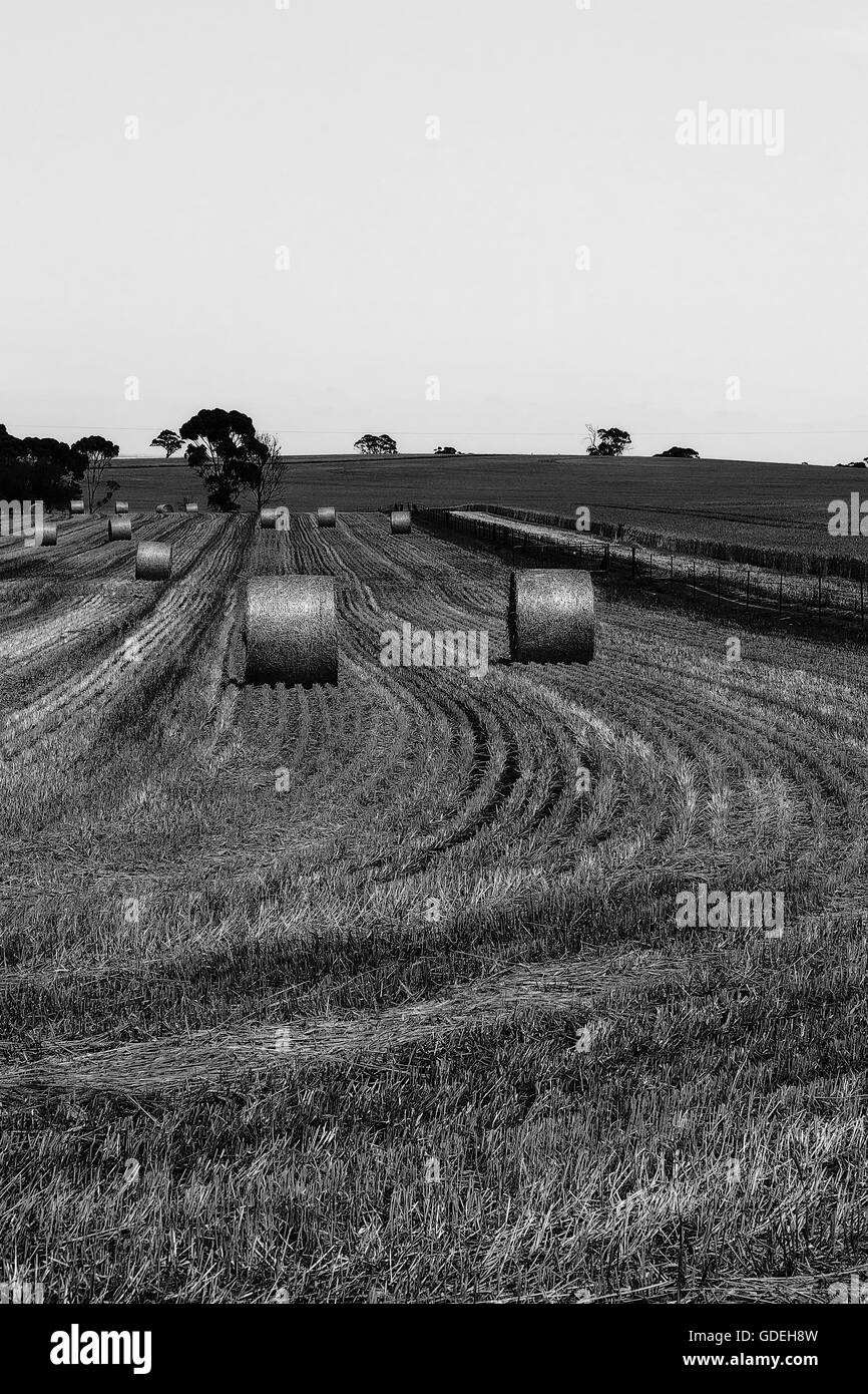 Heuballen in einer ländlichen Umgebung Stockfoto