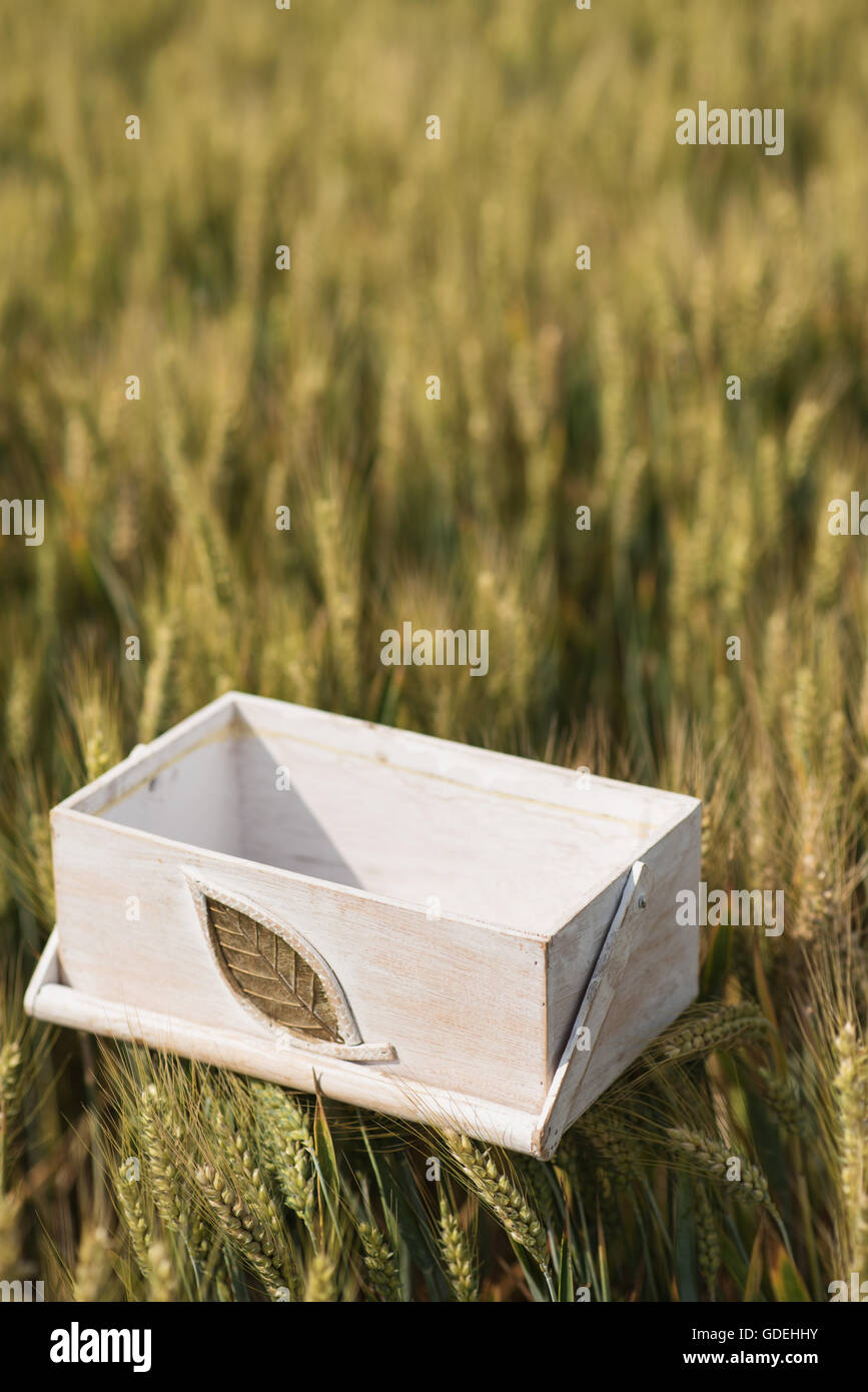 Weiße Holzkiste im Weizenfeld Stockfoto