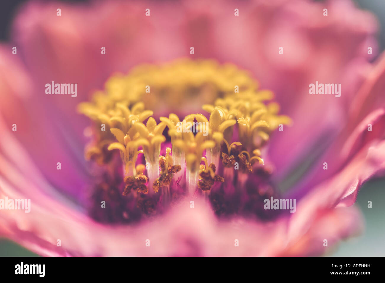 Nahaufnahme von Stempel in eine rosa Blume Stockfoto