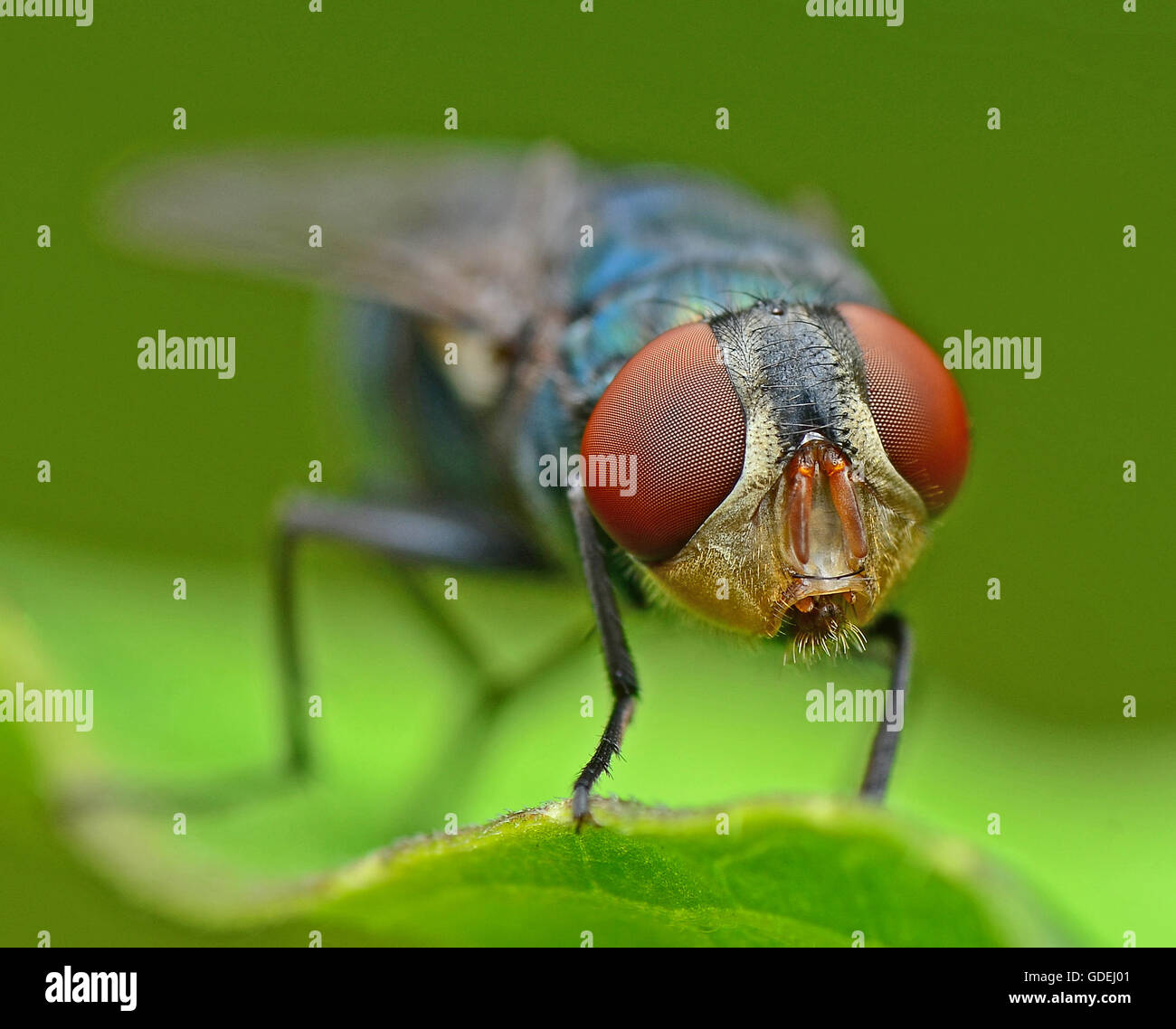 Nahaufnahme einer Fliege auf Blatt, Malaysia Stockfoto