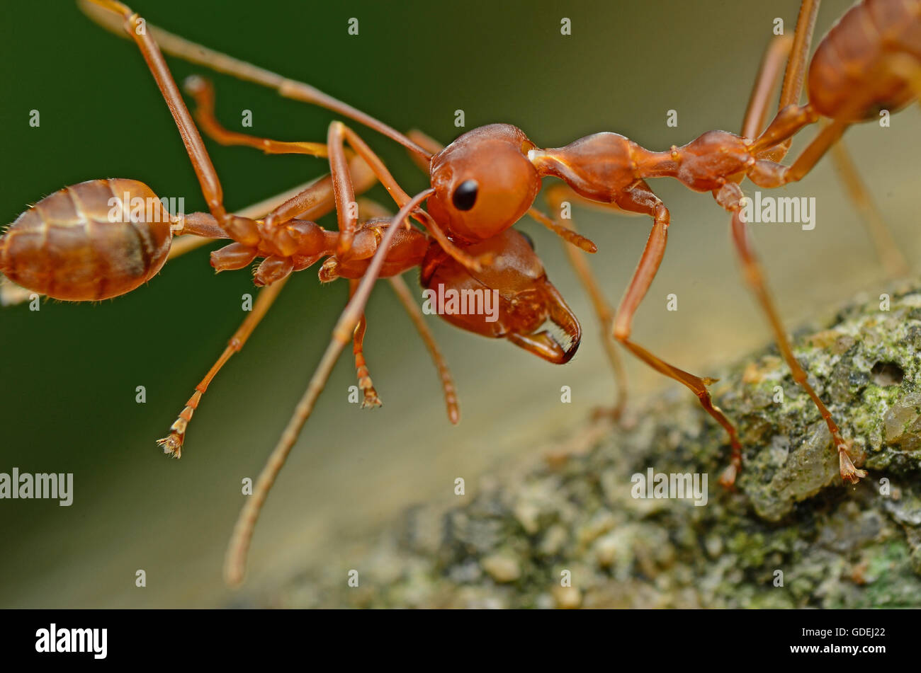 Zwei Ameisen Kopf an Kopf, Malaysia Stockfoto