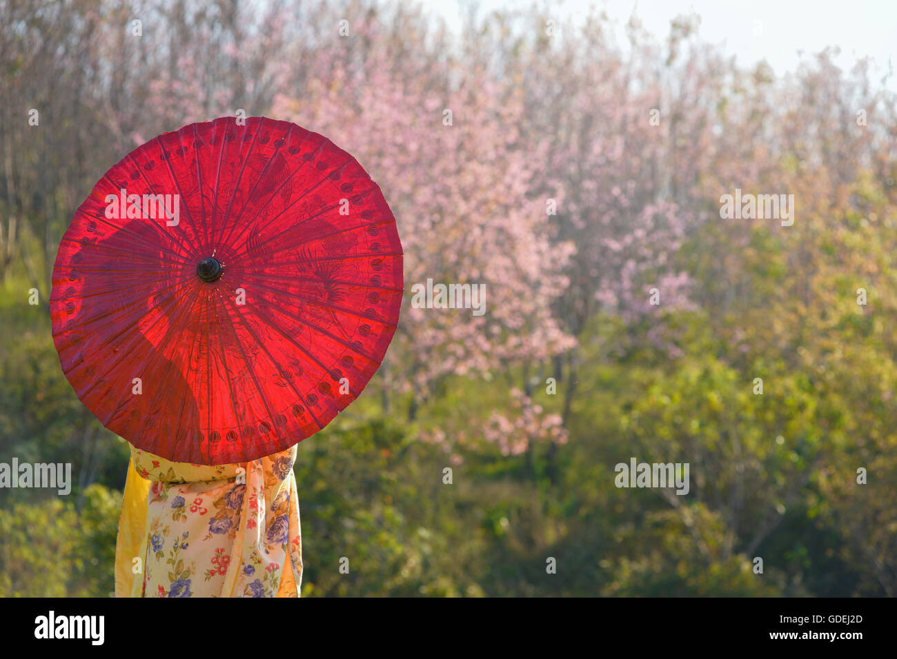 Rückansicht der Frau im Kimono mit einem Sonnenschirm Stockfoto