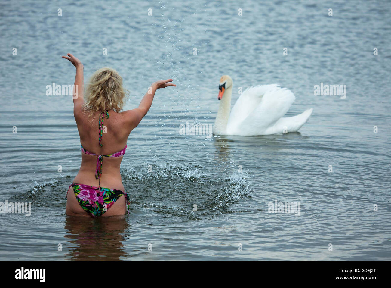 Frau, Schwimmen im See mit weißer Schwan Stockfoto