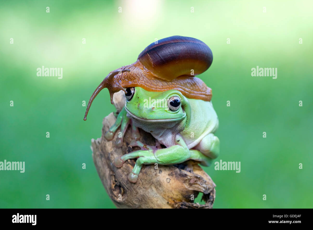 Schnecke sitzt oben auf einen Frosch Stockfoto
