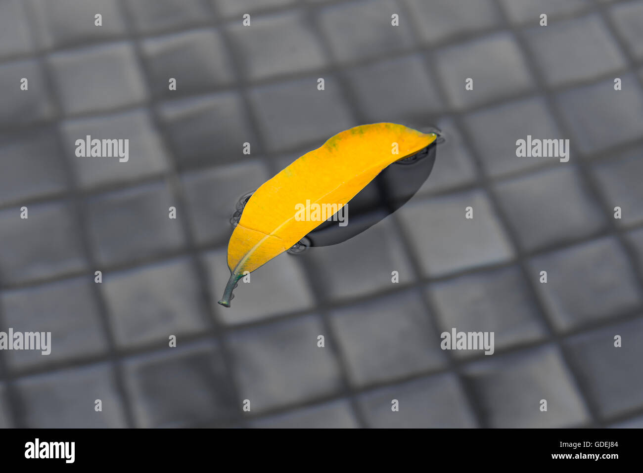 Blatt auf dem Wasser im Pool schwimmt Stockfoto