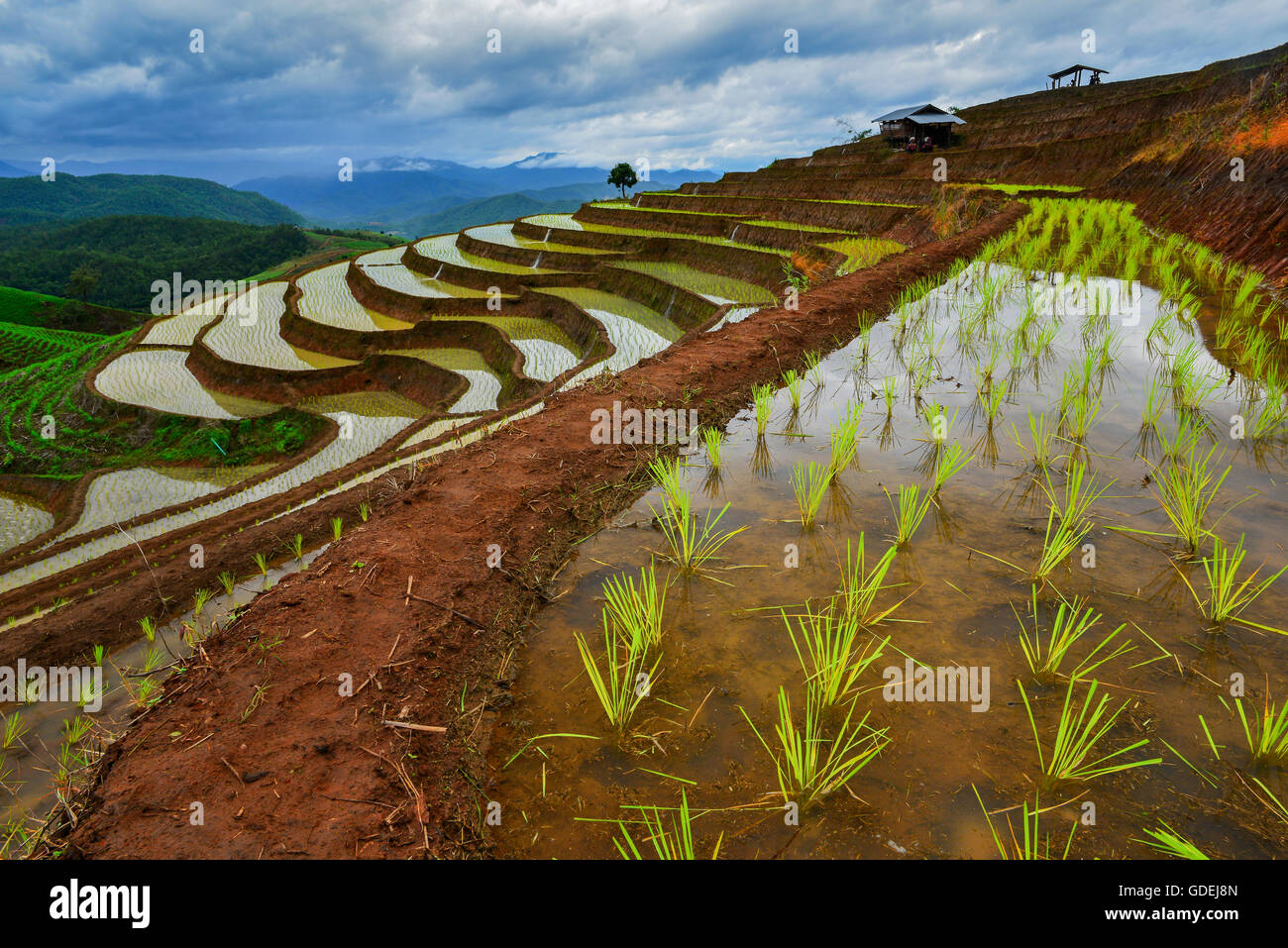 Nahaufnahme von Reis Terrassen, Mu Cang Chai, Vietnam Stockfoto
