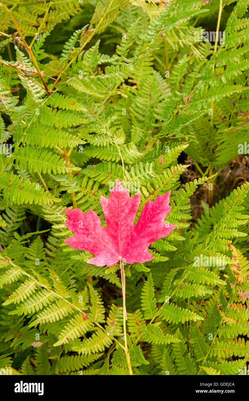 Rocky Mountain Ahornblatt auf Farnen im Herbst. Stockfoto