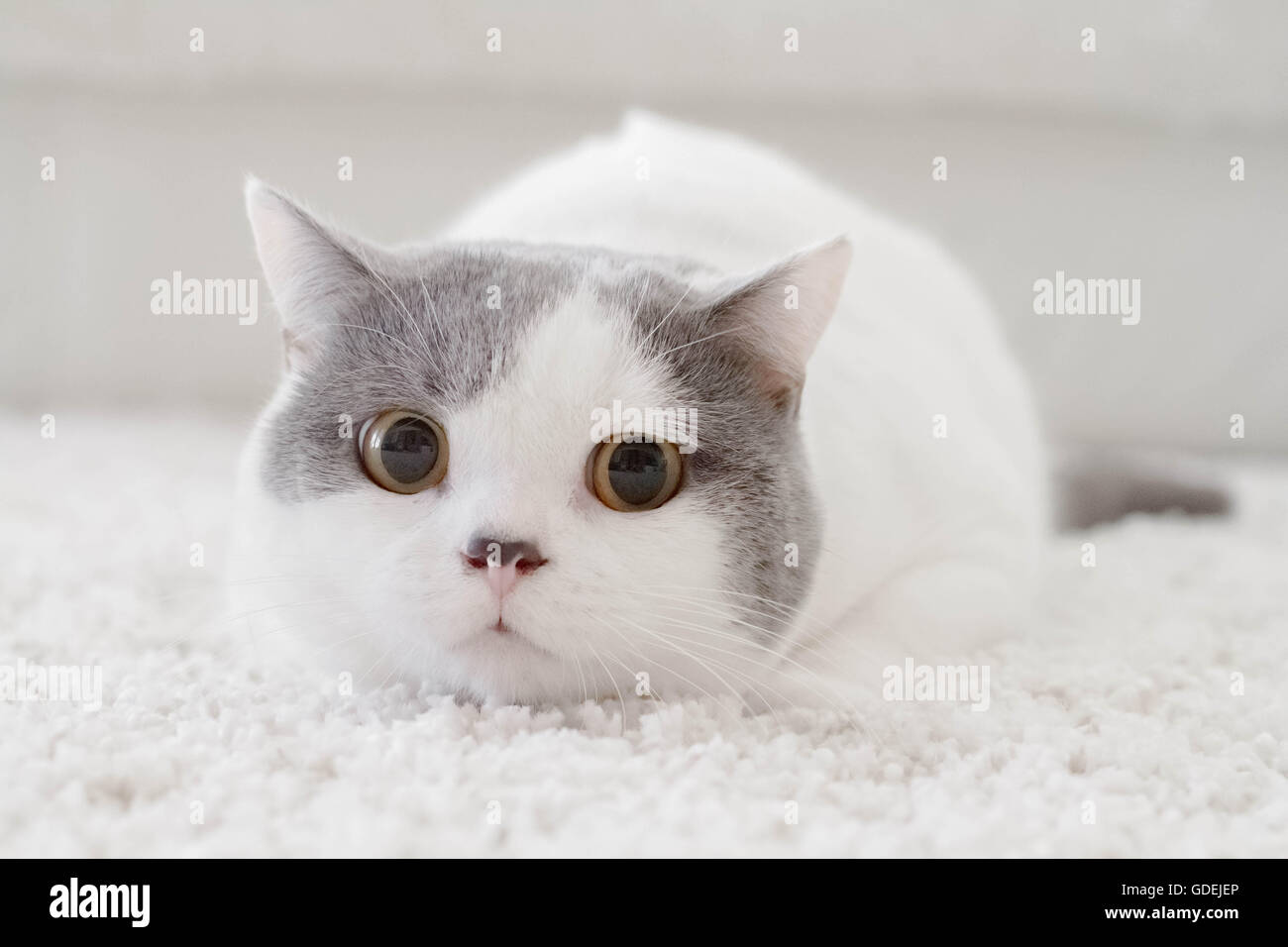 Porträt einer Britisch Kurzhaar-Katze liegend auf Teppich Stockfoto