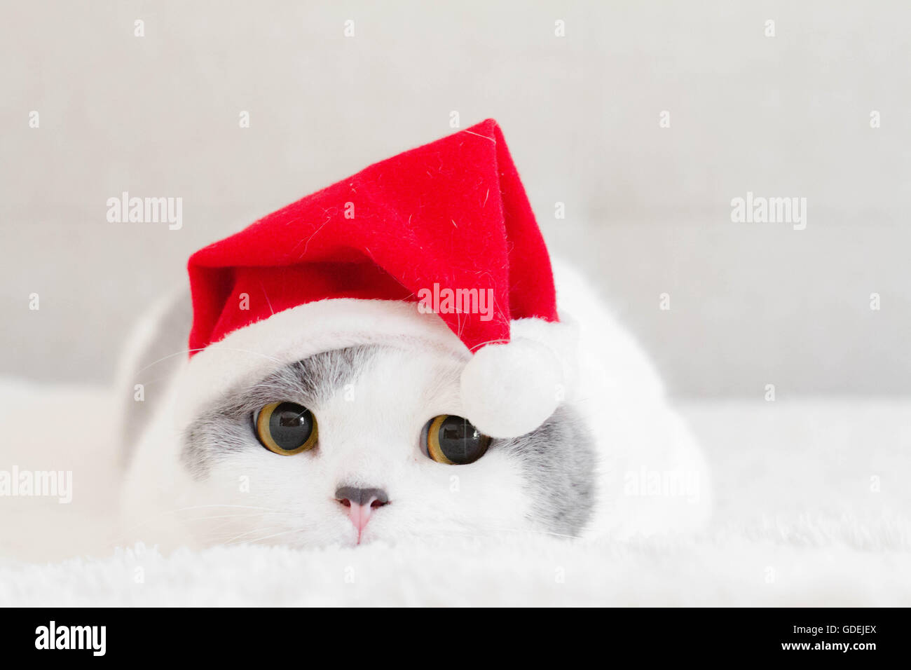 Porträt einer Britisch Kurzhaar-Katze liegend auf Teppich Weihnachten Hut Stockfoto