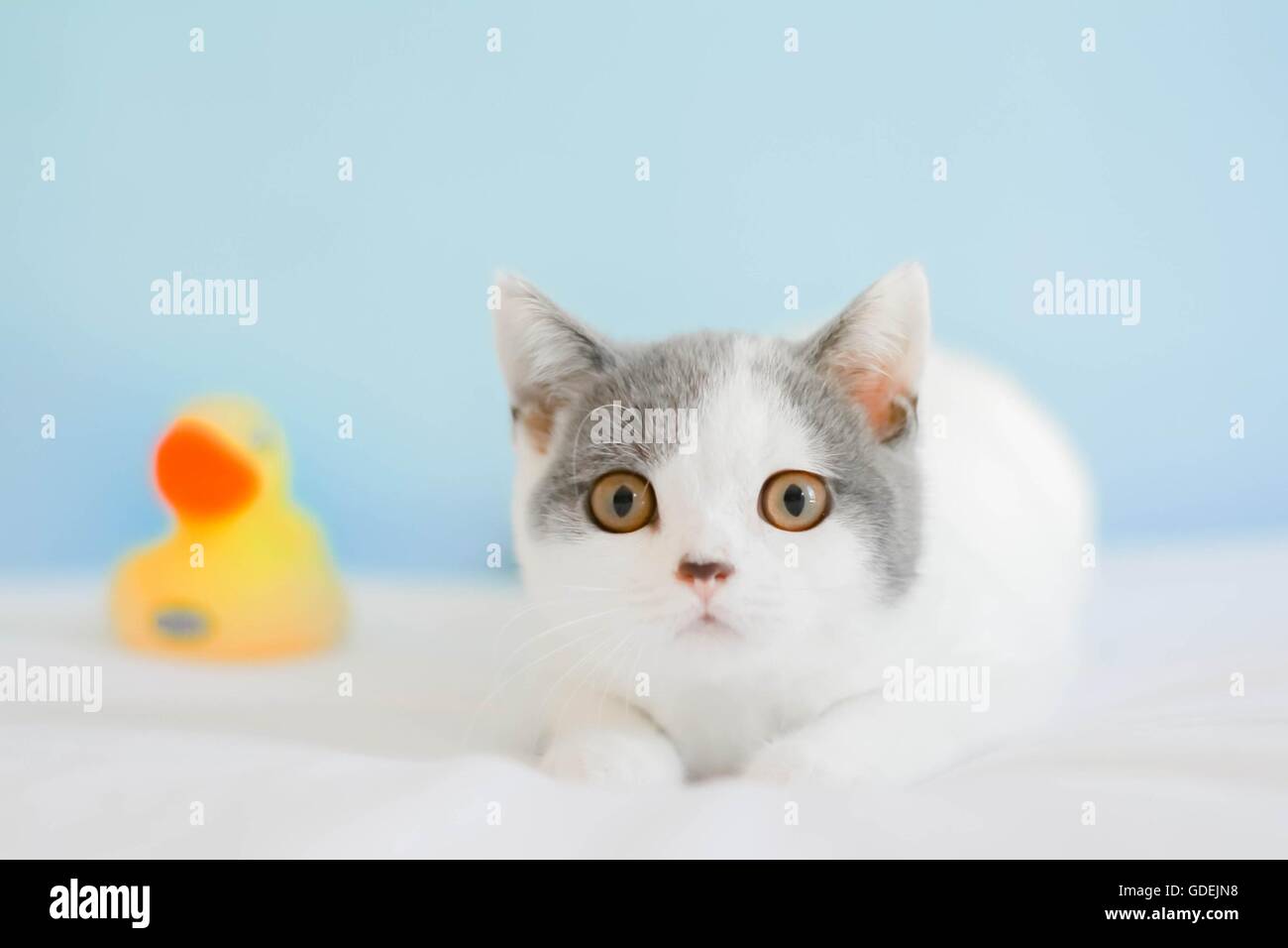 Grauen und weißen Kätzchen sitzt neben einer Kunststoff-Spielzeug Ente Stockfoto