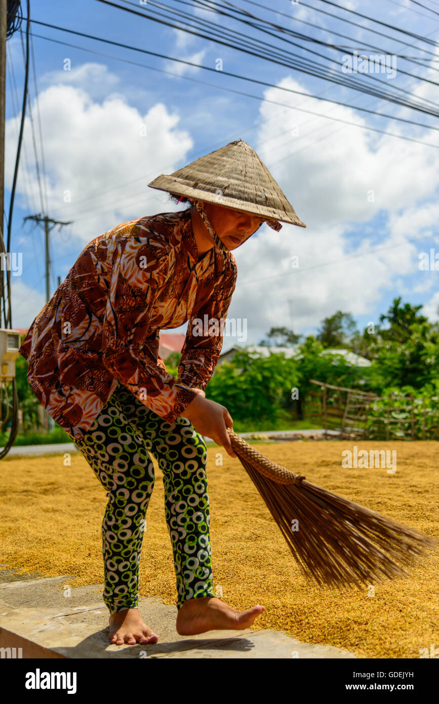 Frau trocknen Reisernte können Tho City, Vietnam Stockfoto