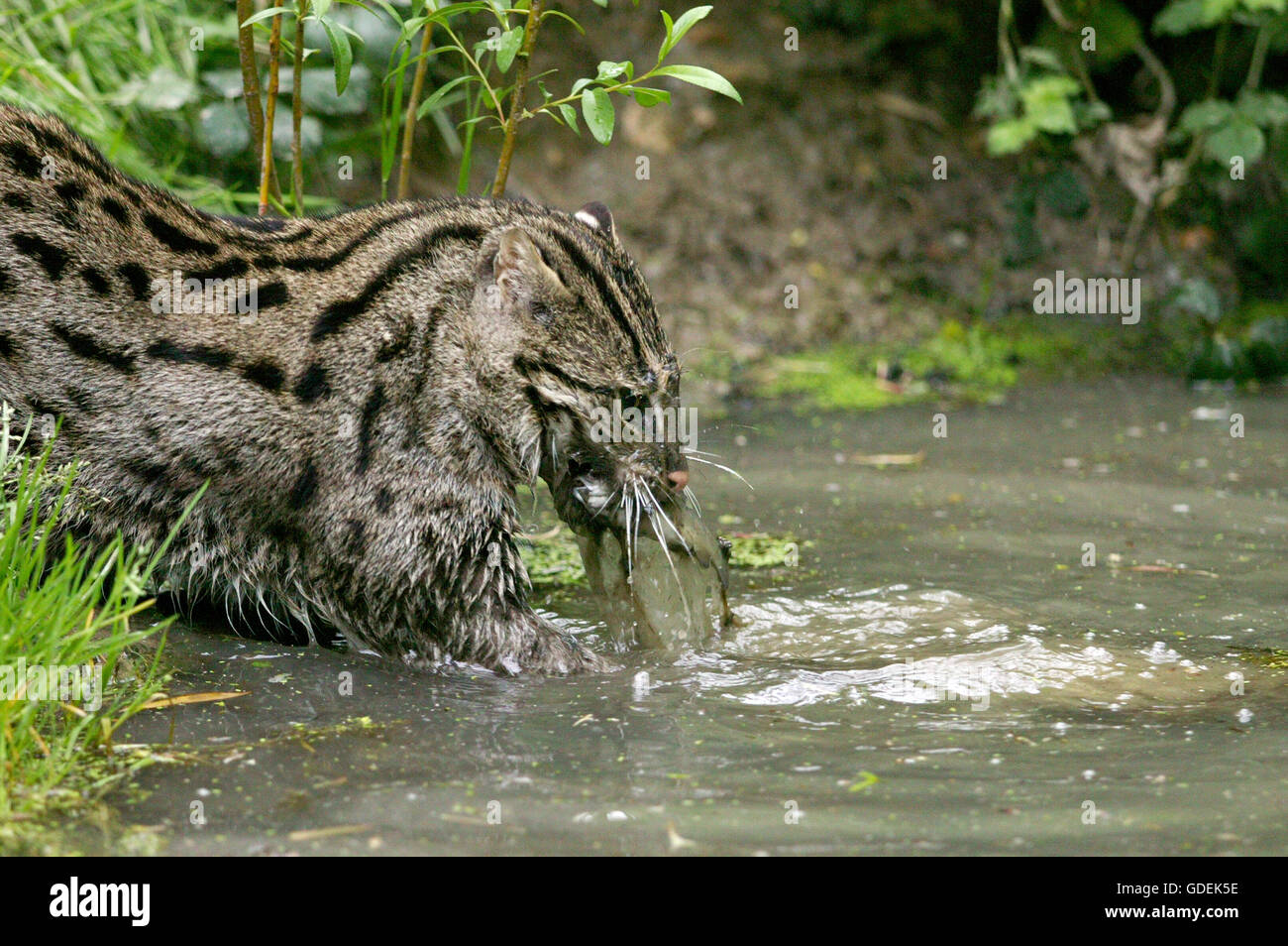 Fischen-Katze, Prionailurus Viverrinus, Erwachsene im Wasser, Angeln, mit Fisch im Mund Stockfoto