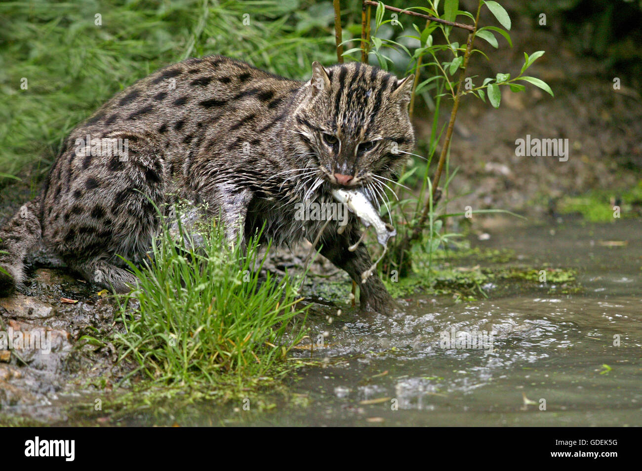 Fischen-Katze, Prionailurus Viverrinus, Erwachsene im Wasser, Angeln, mit Fisch im Mund Stockfoto