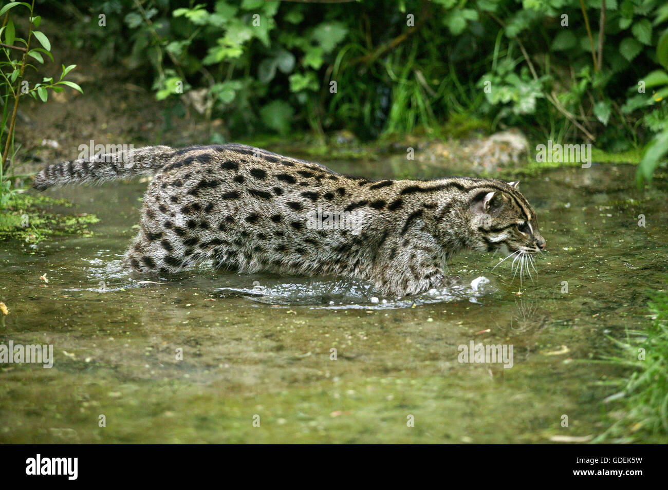 Katze, Prionailurus Viverrinus, Erwachsene im Wasser Angeln Stockfoto