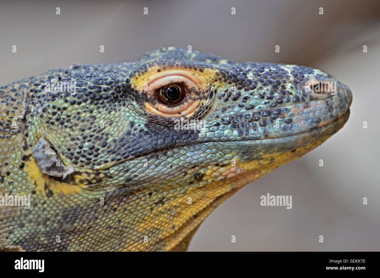 Porträt eines Komodo-Drachen, der Riese von der Eidechse-Familie Stockfoto