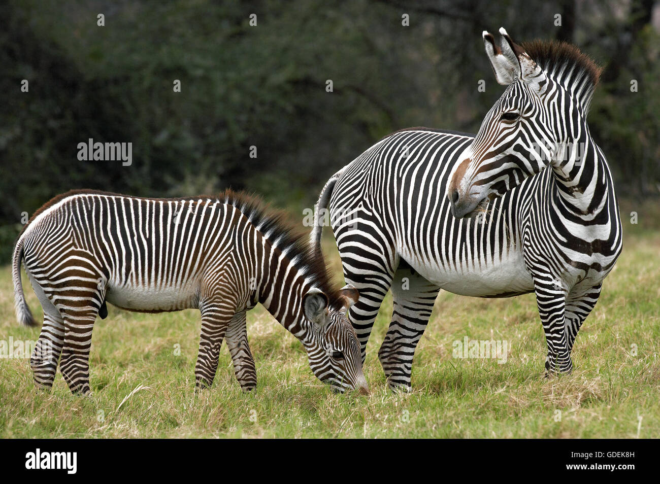 GREVY Zebra, Equus Grevyi, Weibchen mit Fohlen, Masai Mara-Park in Kenia Stockfoto