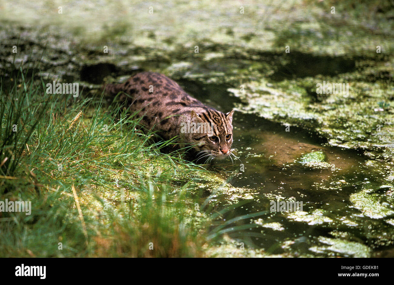 Katze, Prionailurus Viverrinus, Erwachsene im Wasser Angeln Stockfoto