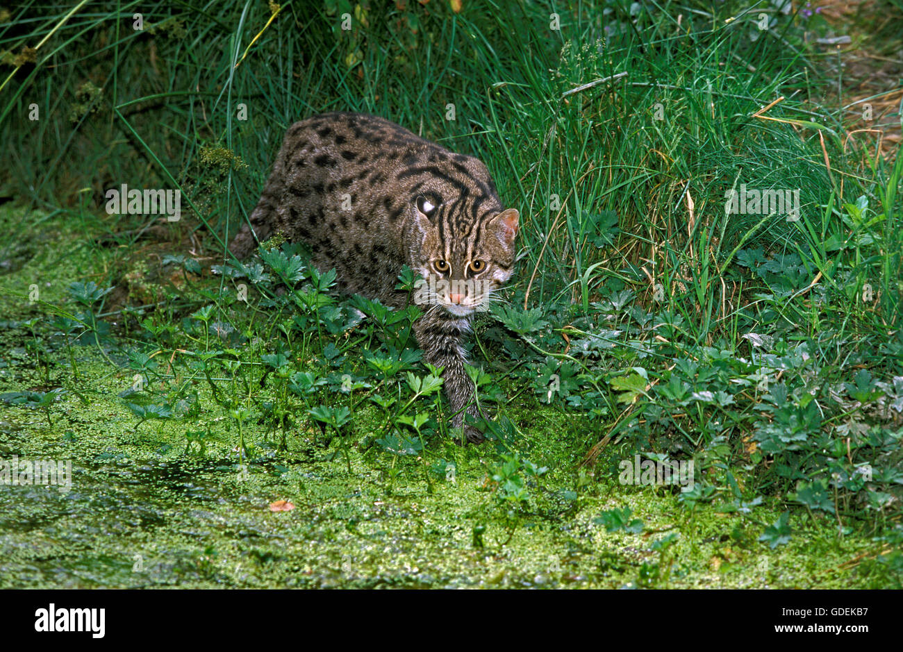 Fischen-Katze, Prionailurus Viverrinus, Erwachsenen in der Nähe von Sumpf Stockfoto