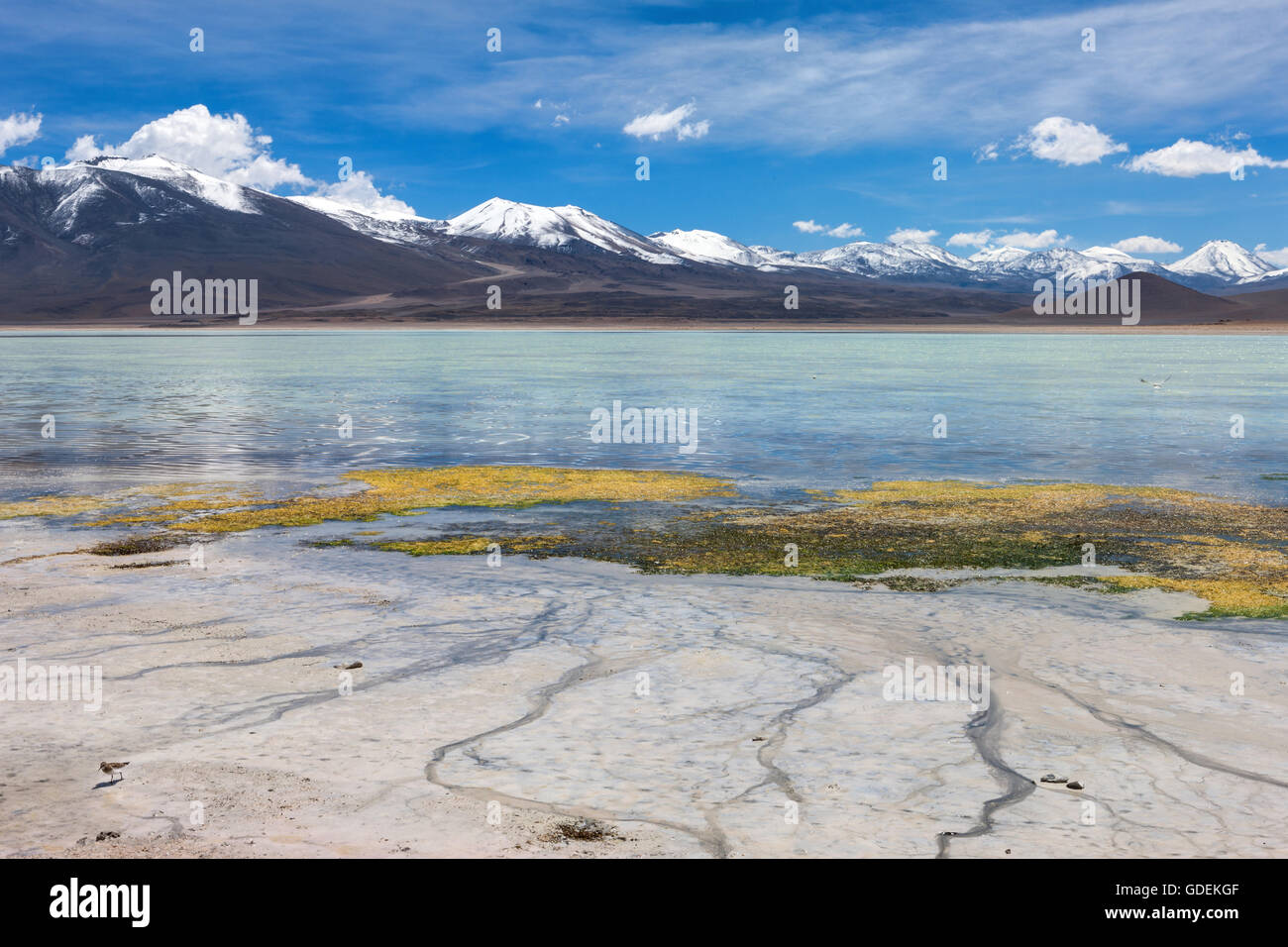 Laguna Blanca, Bolivien, Altiplano, Stockfoto