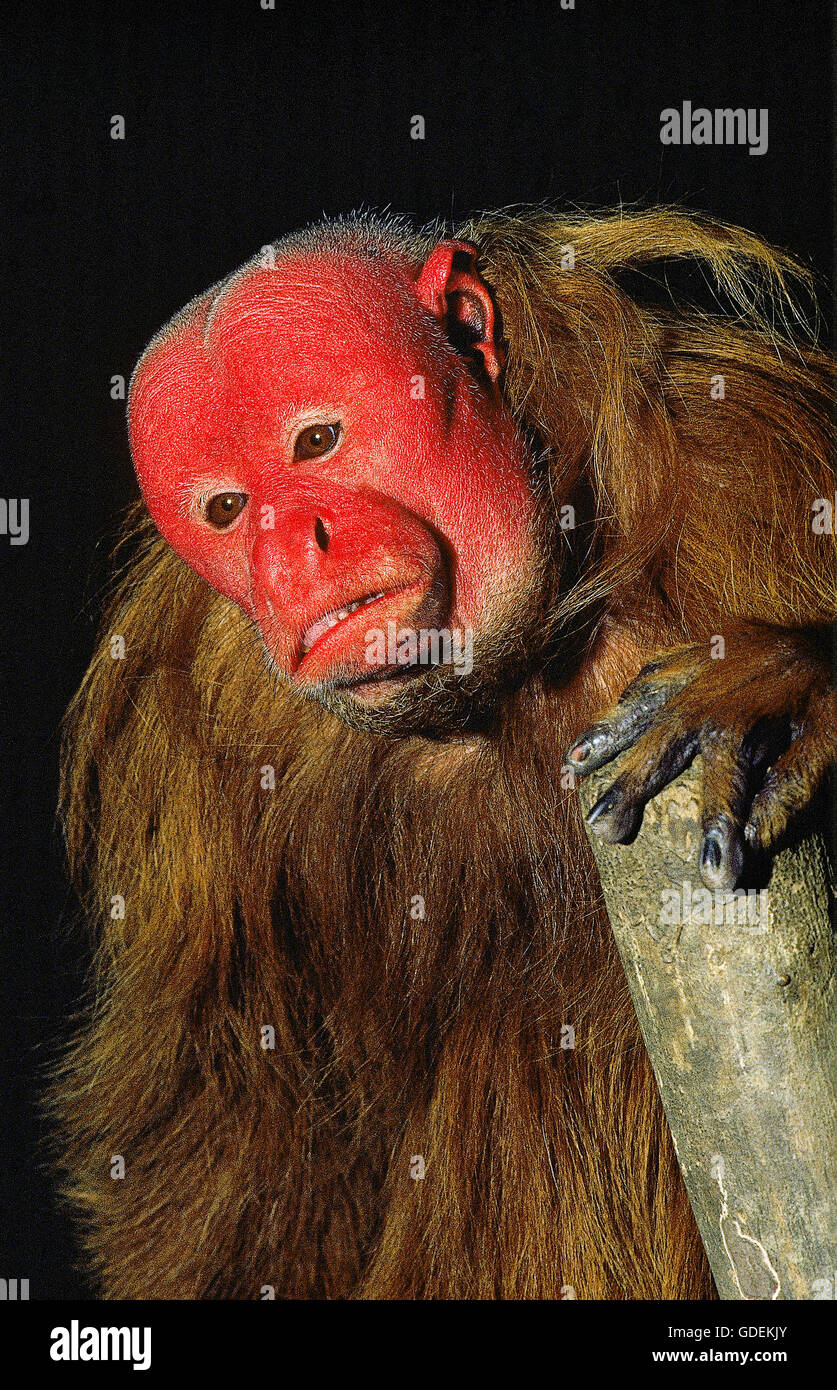 ROTER UAKARI Cacajao Rubicundus, Porträt von Erwachsenen Stockfoto