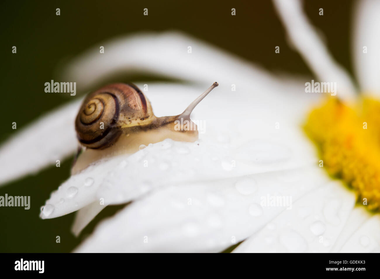 Schnecke auf einer Daisy Blume nach oben bewegen Stockfoto