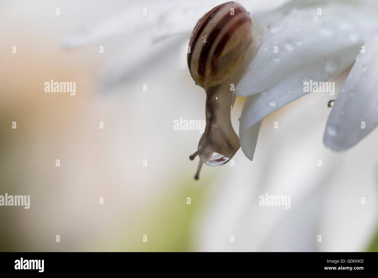 Schnecke auf einer Daisy Blume nach oben bewegen Stockfoto
