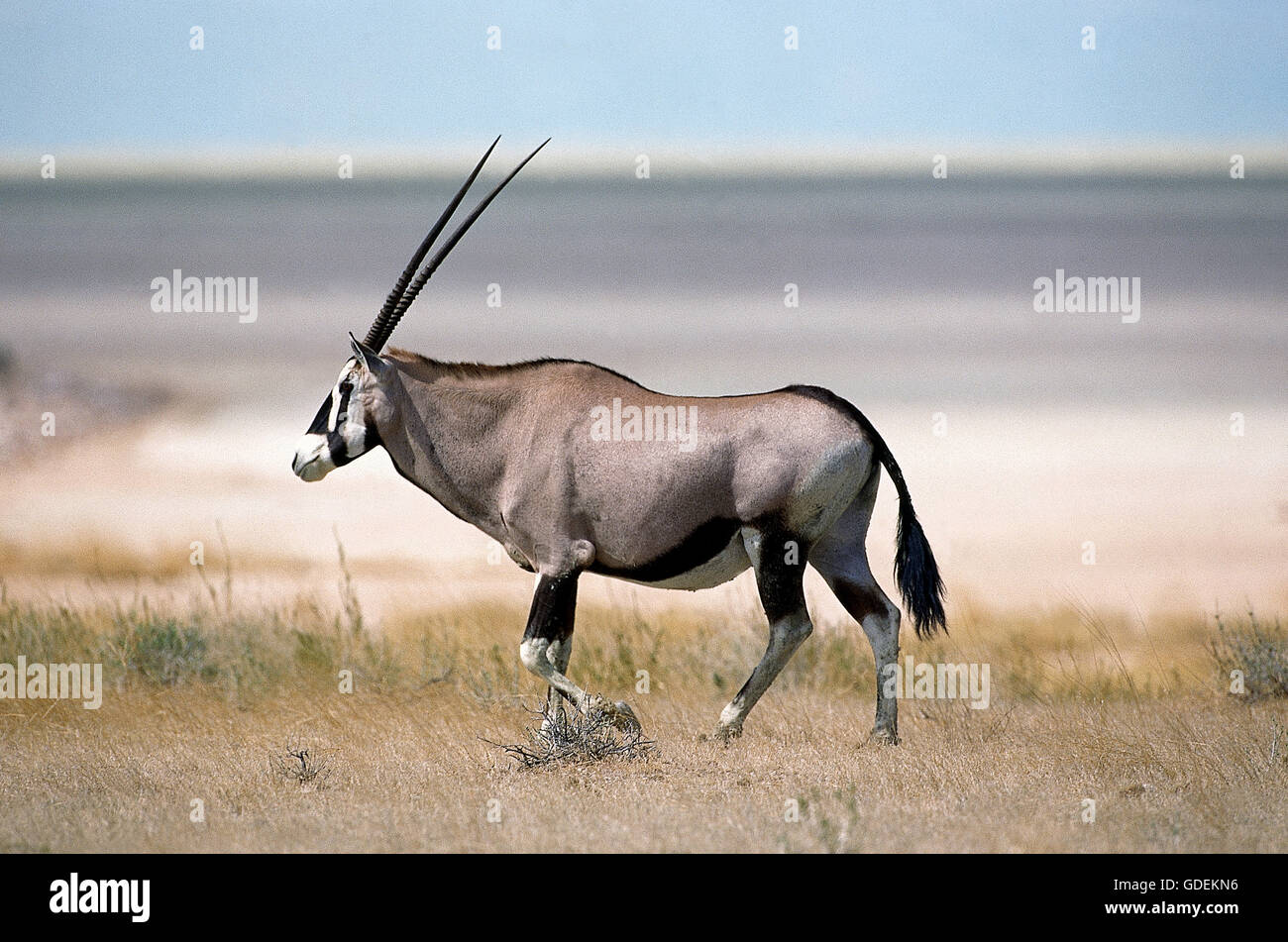 GEMSBOCK Oryx Gazella, Erwachsene zu Fuß durch SAVANNAH, NAMIBIA Stockfoto