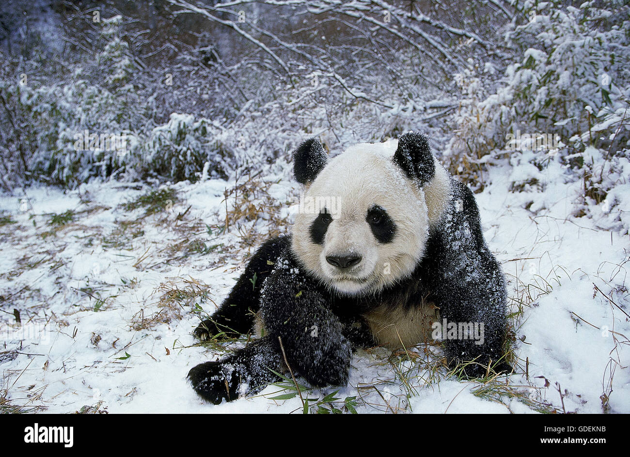 GIANT PANDA Ailuropoda Melanoleuca, Erwachsene ON SNOW, WOLONG RESERVE IN CHINA Stockfoto