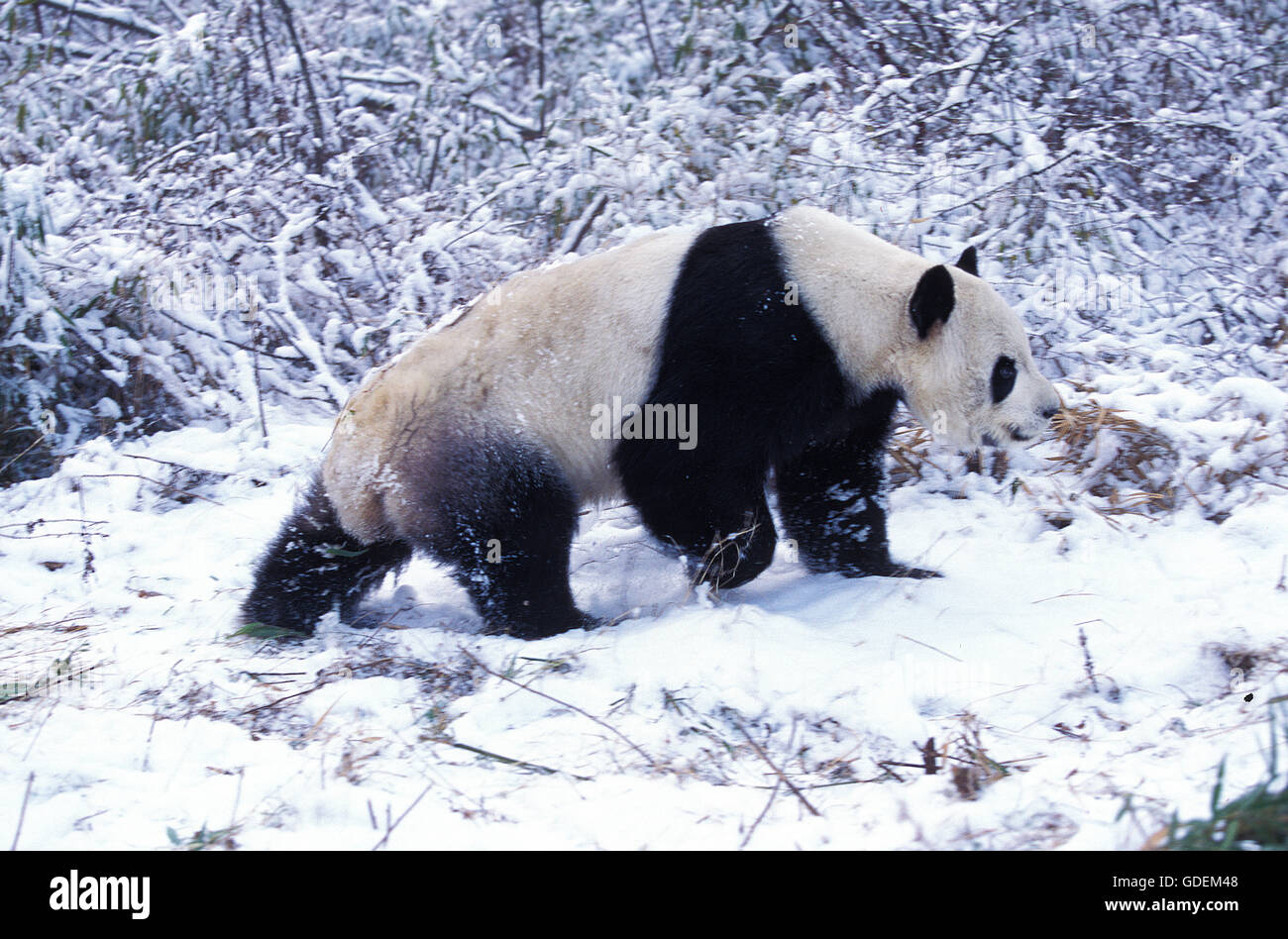 Großer Panda, Ailuropoda Melanoleuca, Erwachsene auf Schnee, Wolong Reserve in China Stockfoto