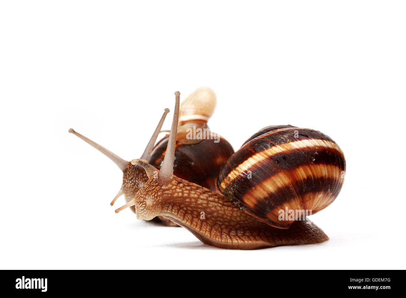 zwei Garten Schnecken und eine kleine Schnecke, vertritt eine Familie Stockfoto