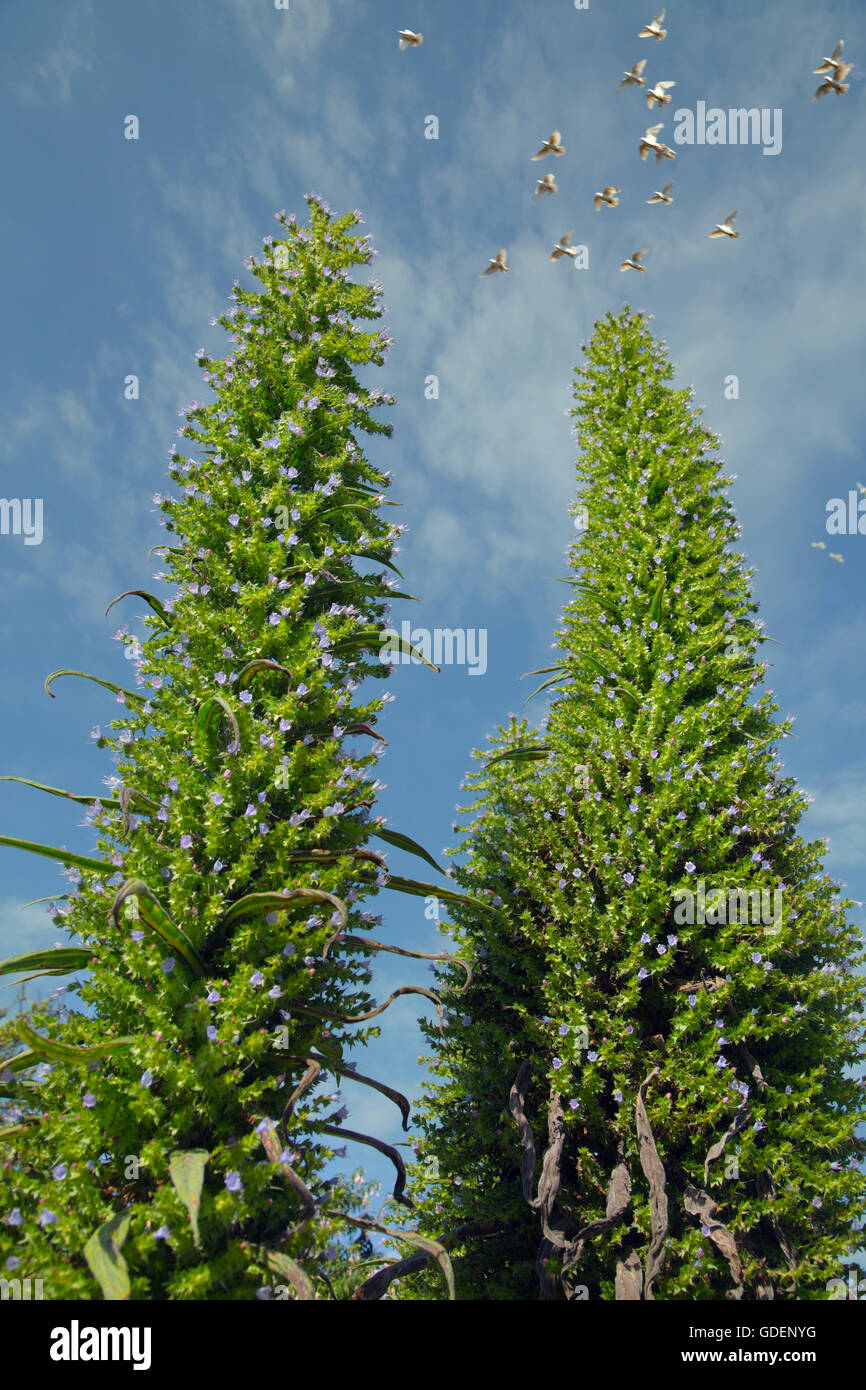 Echium Pininana oder Riesen viper's bugloss Stockfoto