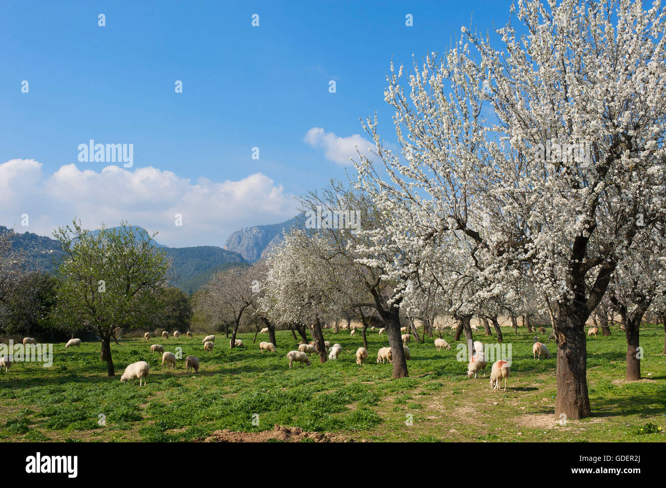 Mandelblüte, Serra Tramuntana, Mallorca, Balearen, Spanien Stockfoto