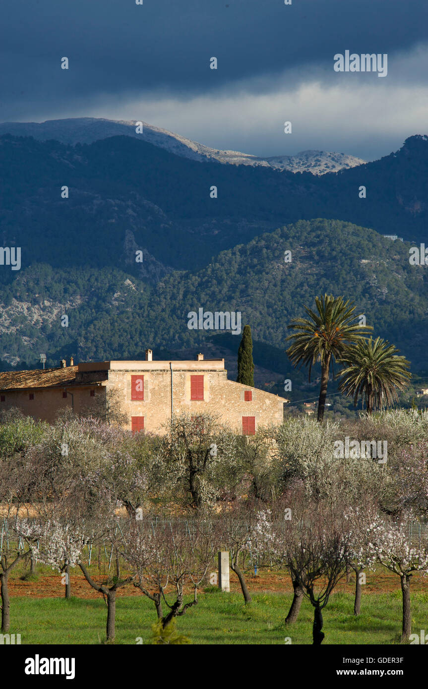 Mandelblüte, Santa Maria del Cami, Tramuntana, Mallorca, Balearen, Spanien Stockfoto