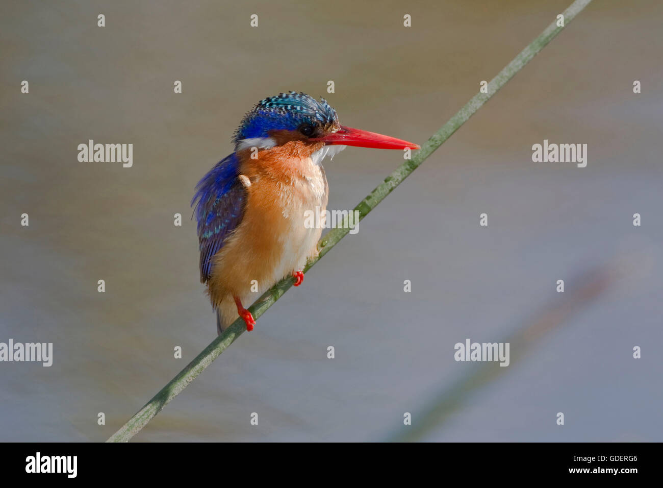 Malachit-Eisvogel, Krüger Nationalpark, Südafrika / (Alcedo Cristata) Stockfoto