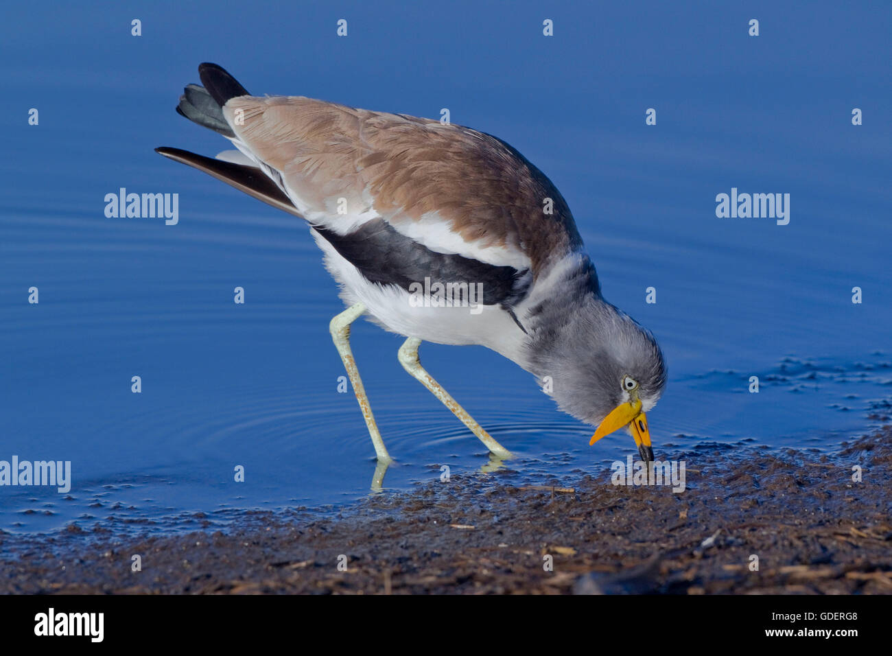 White-crowned Regenpfeifer, Krüger Nationalpark, Südafrika / (Vanellus Albiceps) Stockfoto